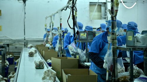 走进大湾区 菜篮子 生产基地 粤北首家工厂化栽培的食用菌企业